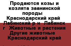 Продаются козы и козлята заанинской породы - Краснодарский край, Лабинский р-н, Лабинск г. Животные и растения » Другие животные   . Краснодарский край